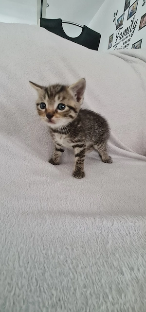 Süsser Katerbaby