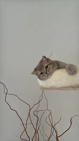 Britisch Kurzhaar Kater sucht liebevolles Zuhause 