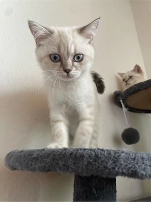     Reinrassige BKH Kitten suchen ein liebevolles Zuhause
