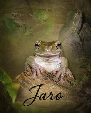 Korallenfinger-Laubfrosch zur Abgabe 