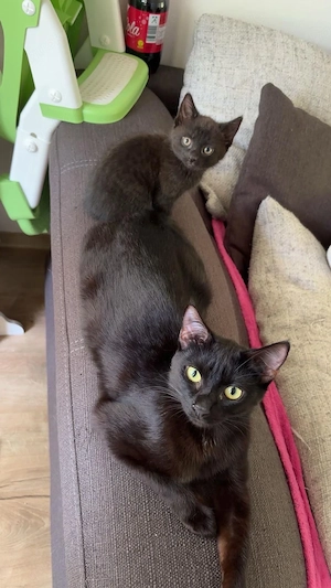 verkaufe muttter katze und tochter katze