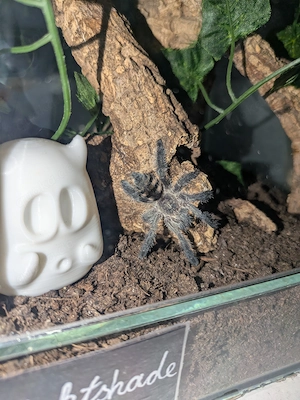 Vogelspinne Baumbewohner Avicularia purpurea