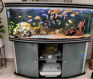 Aquarium 480 Liter komplett mit Malawi-Buntbarschen