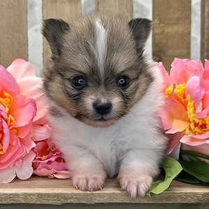 Deva, Pomeranian-Hündin, sucht ein neues Zuhause