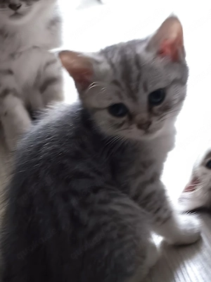 BHK Babykitten 