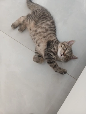 4 süße Kitten suchen ein liebevolles Zuhause