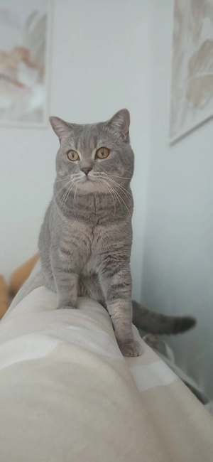 Deckkater BKH