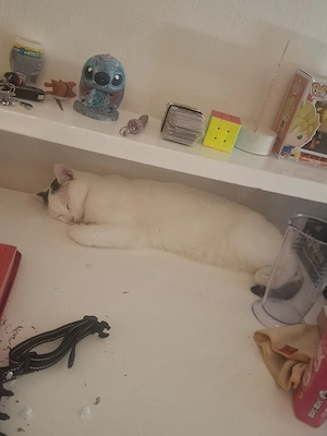 2 kater fast 1 jahr alt kastriert schweren herzens abzugeben