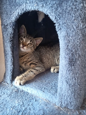2 babykatzen