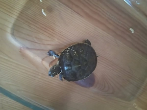 Schmuckschildkröten mit Aparium und Unterschrank 