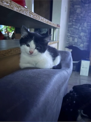 Babykater sucht liebevolles Zuhause 