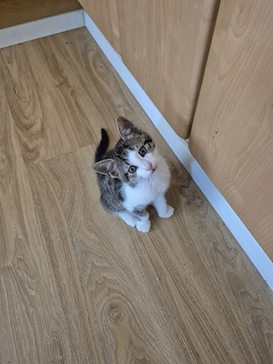 EKH kater 