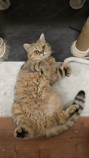 BKH Katze 