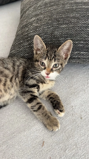 Baby katze abzugeben 