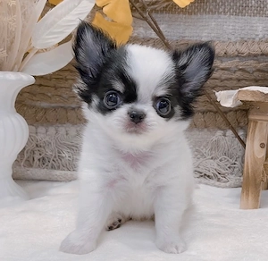Chihuahua-Weibchen