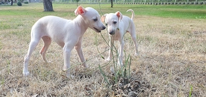 Italienisches Windspiel... Italian Greyhound