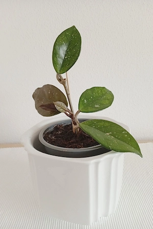 Porzellanblume Wachsblume Hoya Zimmerpflanze 