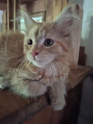 Süsses Maincoon Baby, Katze sucht ab sofort 