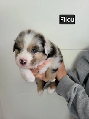 Australian Shepherd Welpen