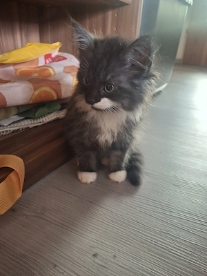Maine Coon Kätzchen 