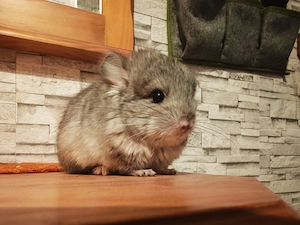 Chinchilla Brüder zur Abgabe! Preis auf Anfrage! Bild 2
