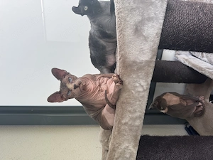 Sphynx männlich 4 Jahre alt