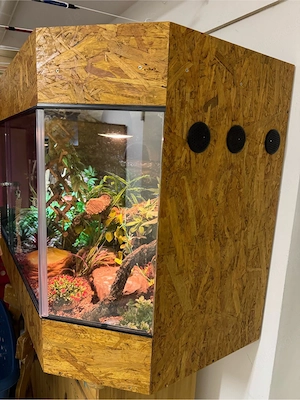 Kornnattern inkl. Terrarium zu verschenken