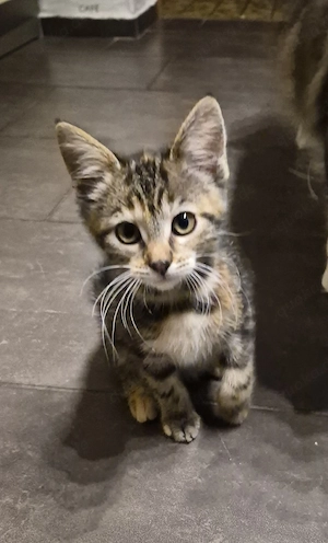 Maine Coon Mix Mädchen 