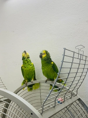  Blaustirnamazonen Pärchen