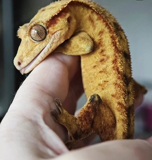 Kronengecko 1.0 Yellow Brindle 