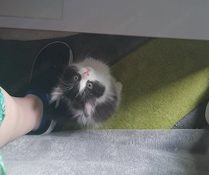 Sibirische Walkatze Kitten
