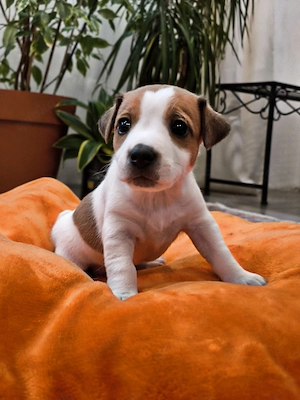 Jack Russell Terrier Welpen 