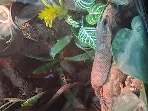Tropidophorus baconi 