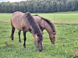 Shetlandponys, Esel, Freizeitpferde 