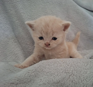 Cremefarbener BKH Traum Kater sucht Zuhause