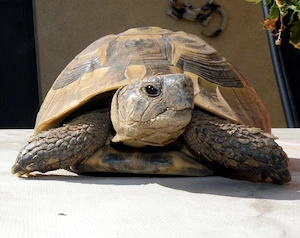 Griechische Landschildkröte - Testudo hermanni böttcheri - Männlich - 30 Jahre 