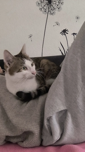 Simba sucht ein neues Zuhause