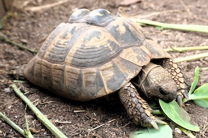 2 Griechische Landschildkröten t.h.b. - adulte Weibchen - 20 Jahre