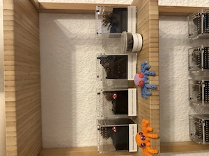 Vogelspinnen zu verkaufen 