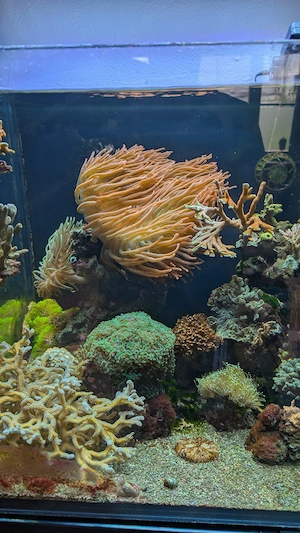 Anemone Meerwasser Aquarium abzugeben
