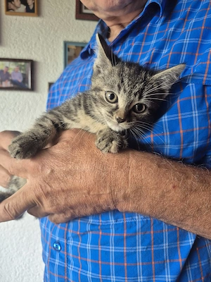 Kitten Katzenbabys Hauskatze