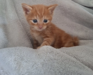 Roter Traumprinz BKH Kater sucht dich
