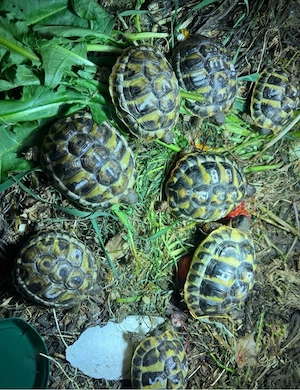 Landschildkröten mit Papieren