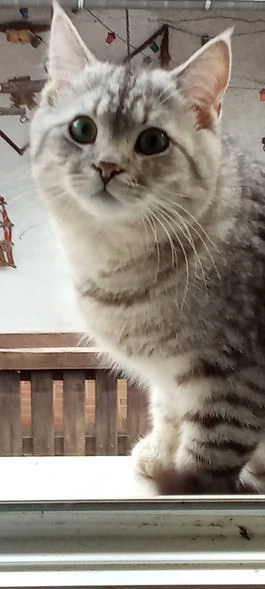 BLH Mix Kater  Silver shaded  verschmuster Freigänger 11 Monate 