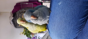 Mönchssittich Pärchen