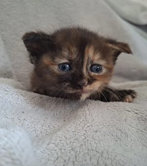 Black Tortie BKH Prinzessin sucht ihre Familie 