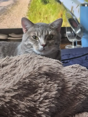 Verkaufe schönen Kater 