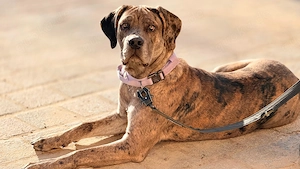 Verkaufe Cane Corso Hündin 