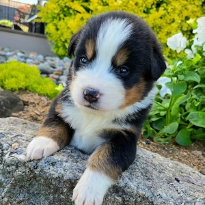 Berner Sennenhundwelpen   Berlin (Abgabe in Kürze)