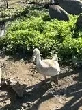 junge Enten .........